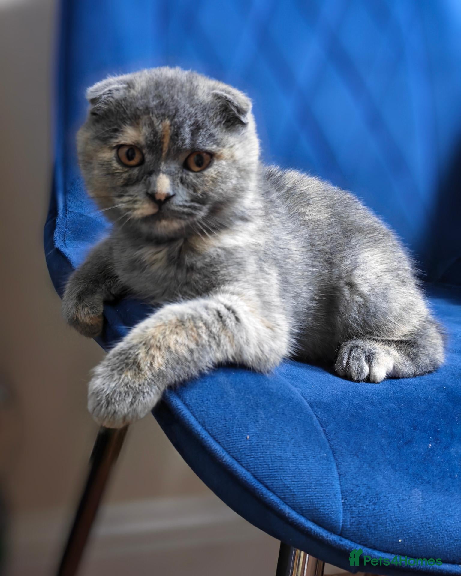 Scottish Fold cats Scottish fold kittens - Advert 4