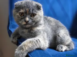 Scottish Fold cats Scottish fold kittens - Advert 3