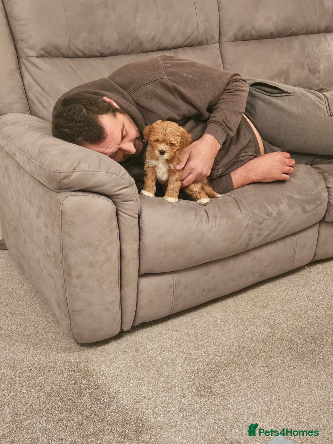 Mixed Breed dogs for sale: Gorgeous puppies for sale - Advert 33