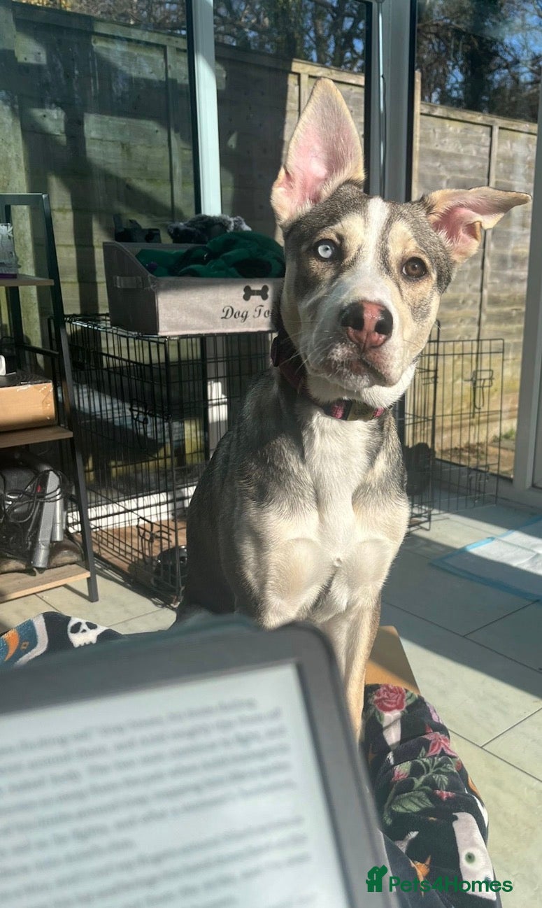 Mixed Breed dogs Luna - Beautiful Bundle of Love & Energy - Advert 16
