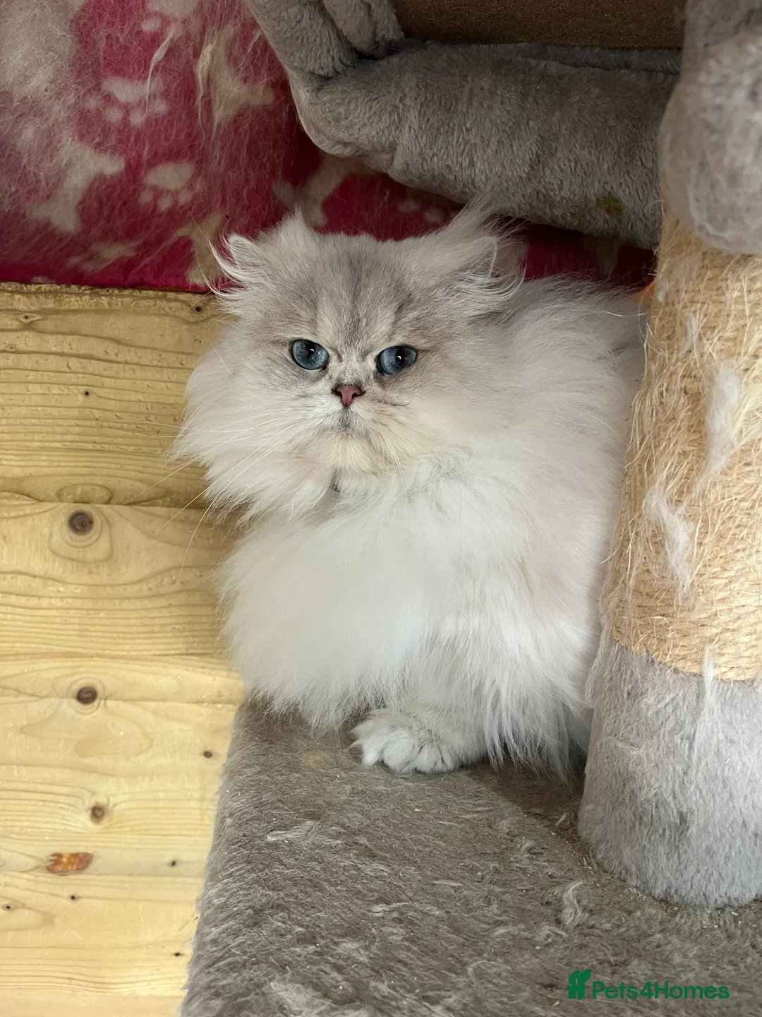 British Longhair cats for sale: Adult female British Longhair - Advert 3