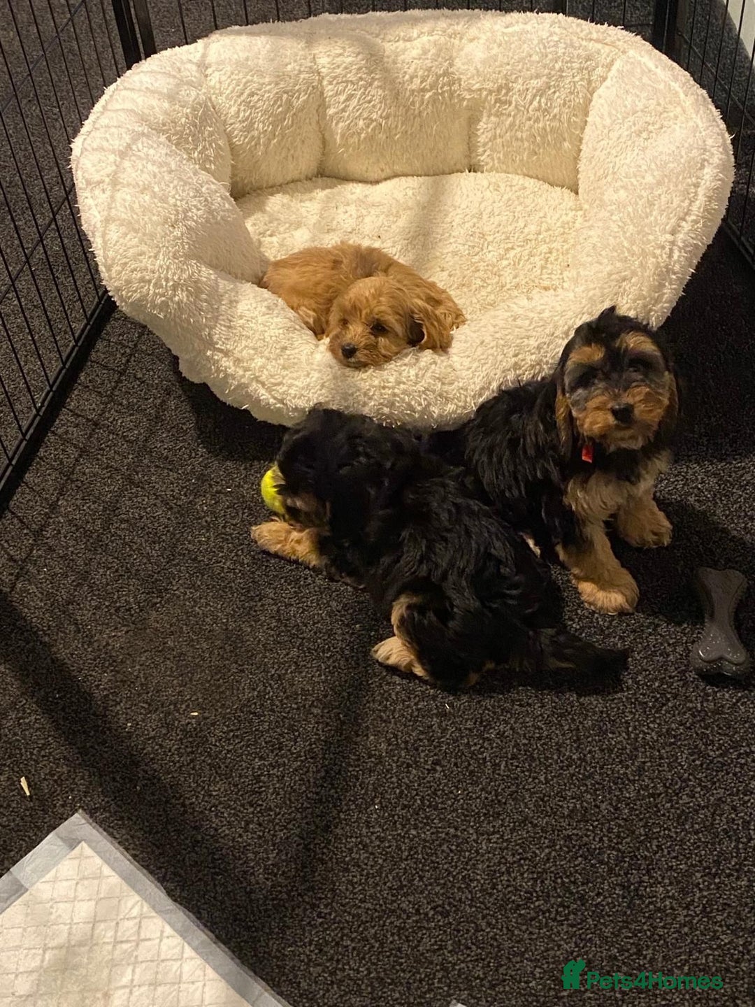 Cockapoo dogs for sale: ADORABLE COCKAPOO PUPPIES  - Advert 19