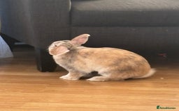 Mini Lop rabbits for sale: Reggie mini lop male 2 years old almost  - Image 4
