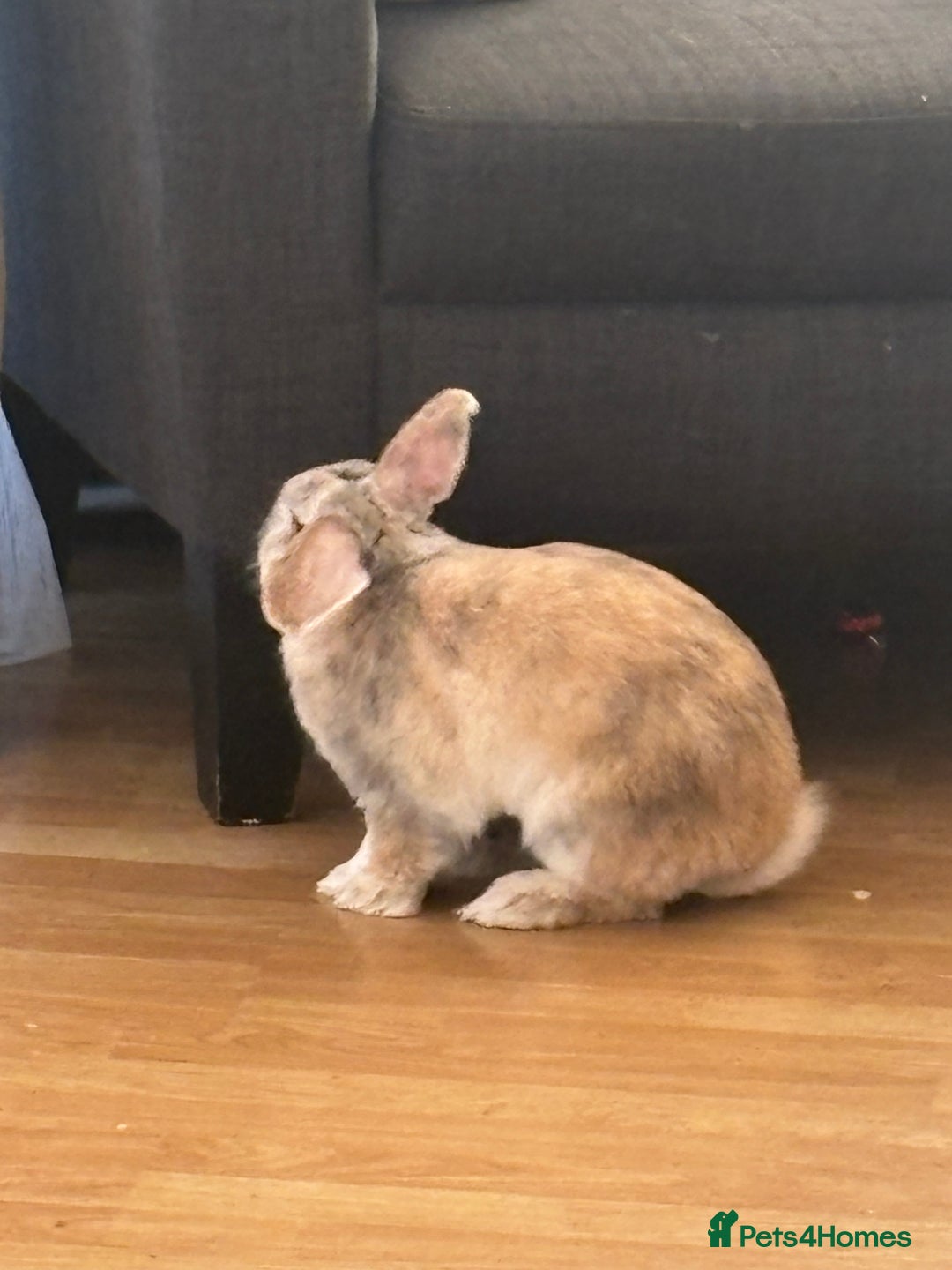 Mini Lop rabbits for sale: Reggie mini lop male 2 years old almost  - Image 4