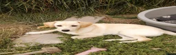 Mixed Breed dogs for adoption: ❤️🐶 JUNE – A LITTLE SUN-RAY SMALL 7 MONTHS GIRL - Advert 4
