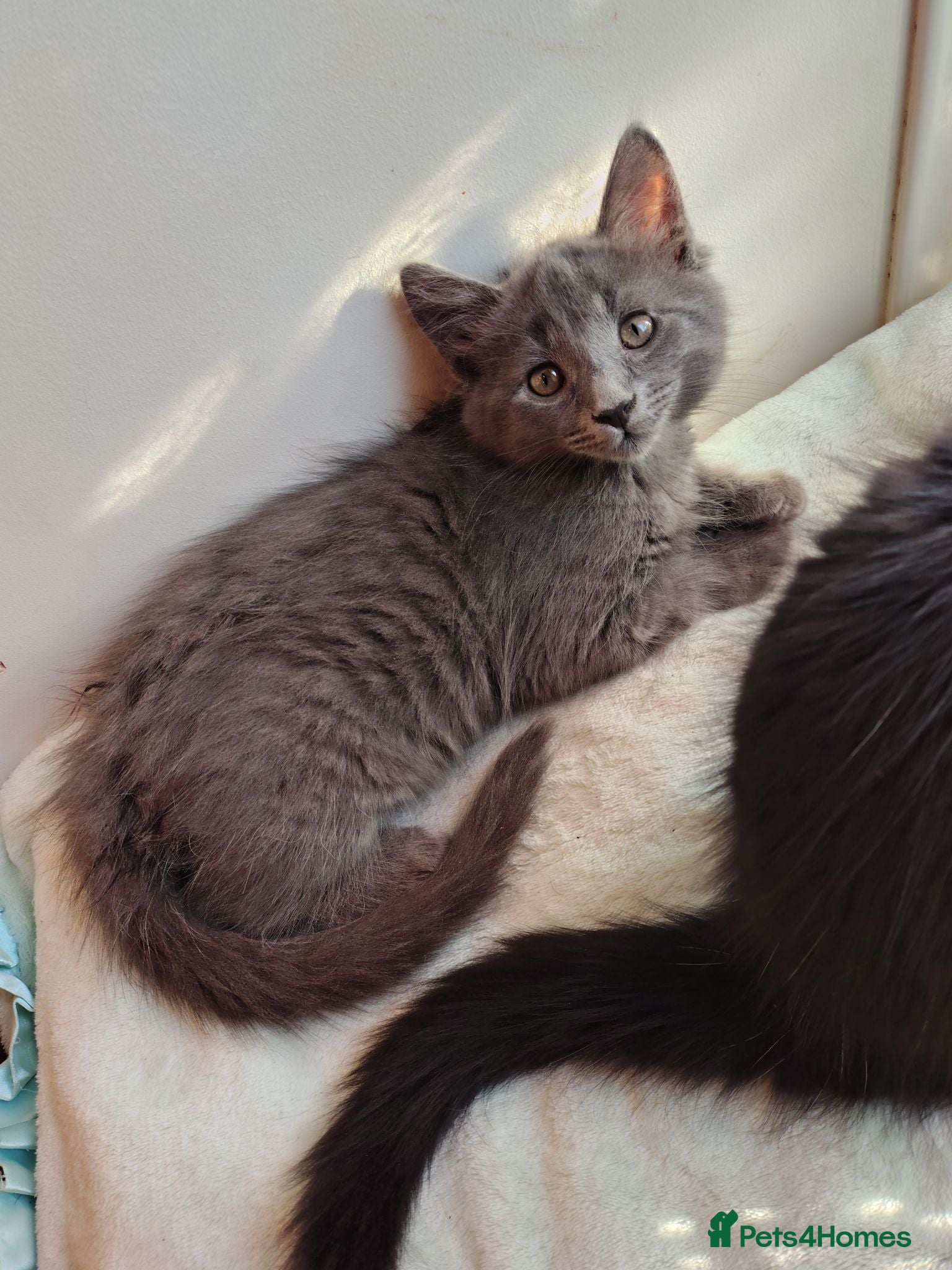 Mixed Breed cats 2 LEFT domestic x ragdoll mix kittens - Advert 13