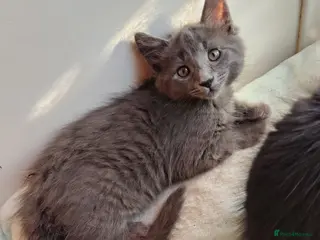 Mixed Breed cats 2 LEFT domestic x ragdoll mix kittens - Advert 13