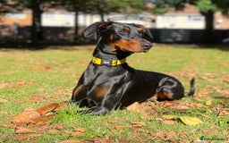 Dobermann dogs for sale: Doberman Puppies For Sale  - Image 16