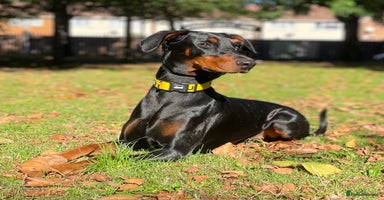 Dobermann dogs - Advert 1