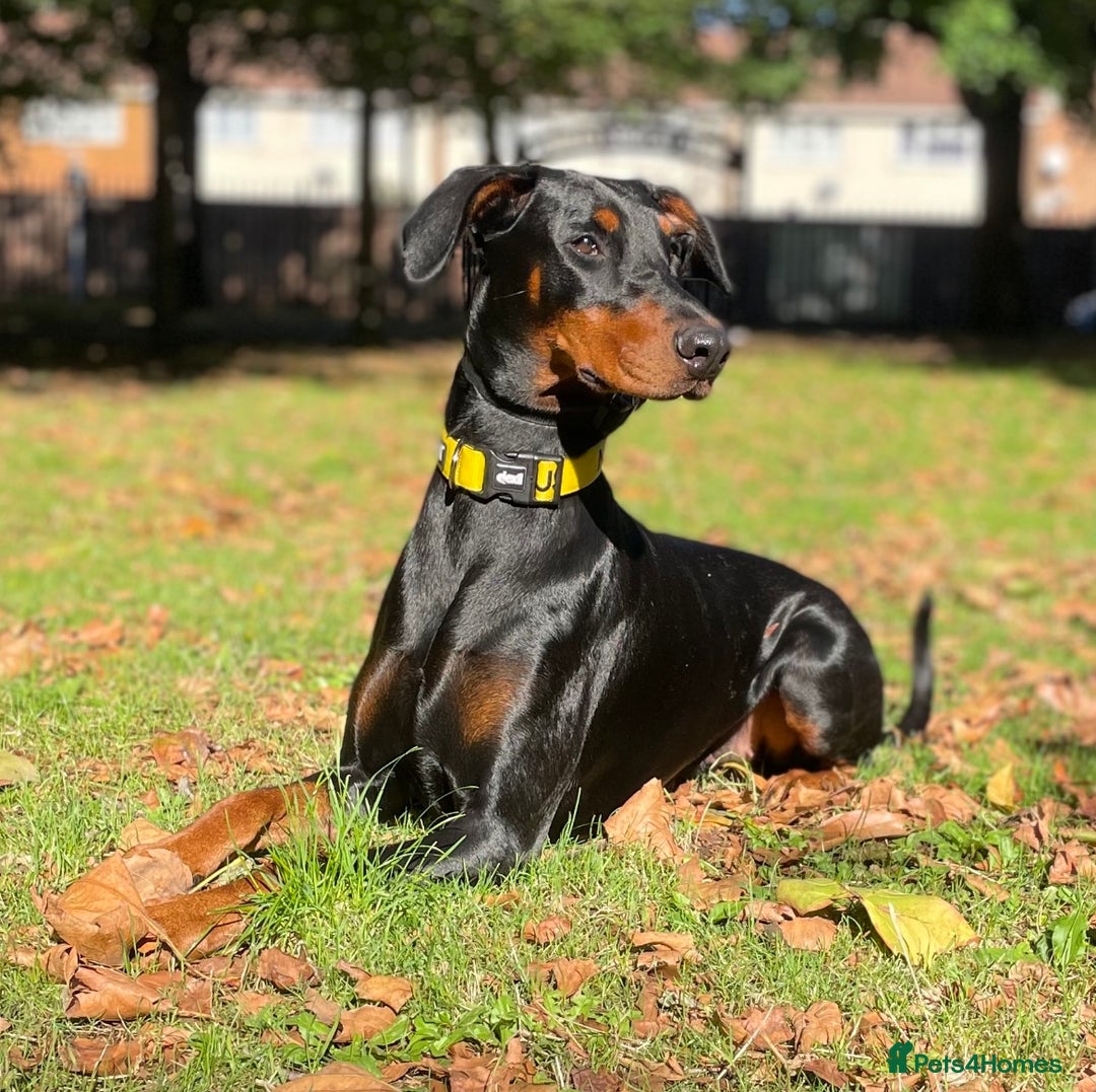 Dobermann dogs for sale: Doberman Puppies For Sale  - Image 16
