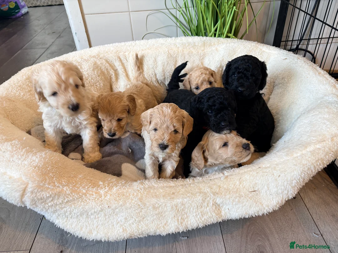 Cockapoo dogs for sale: F1B cockapoos last boy left  - Advert 6