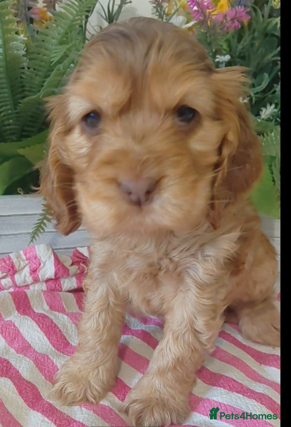 Cocker Spaniel dogs Show Chocolate Sable from health clear KC parents - Advert 5