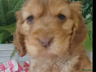 Cocker Spaniel dogs Show Chocolate Sable from health clear KC parents - Advert 7
