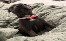 Staffordshire Bull Terrier dogs for sale: Stunning KC Blue Staffordshire Bull Terrier Pups - Image 15