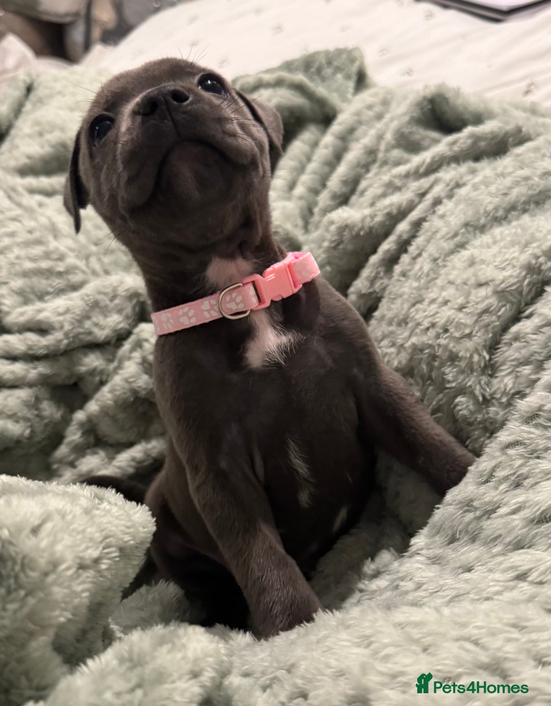Staffordshire Bull Terrier dogs for sale: Stunning KC Blue Staffordshire Bull Terrier Pups - Image 15