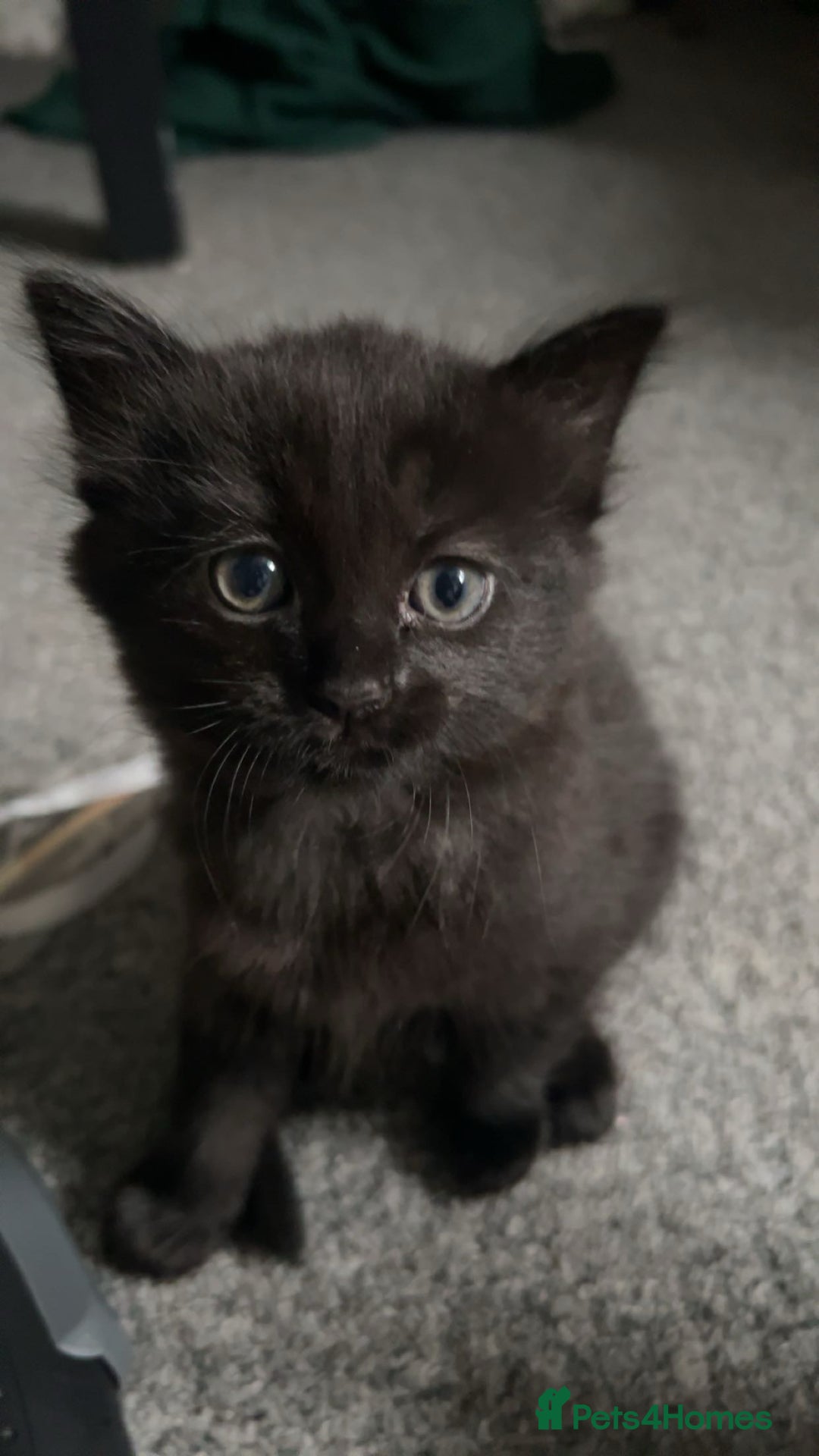 Mixed Breed cats for sale: 2 ragdoll mixes for sale - Image 2