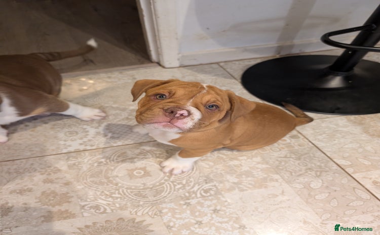 Olde English Bulldogge dogs - Advert 1