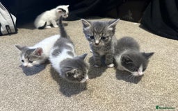 Mixed Breed cats for sale: Mixed breed kittens - Advert 4