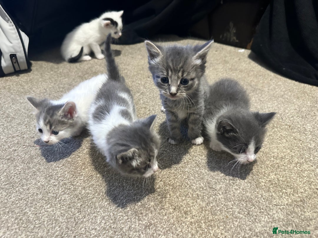 Mixed Breed cats for sale: Mixed breed kittens - Advert 4