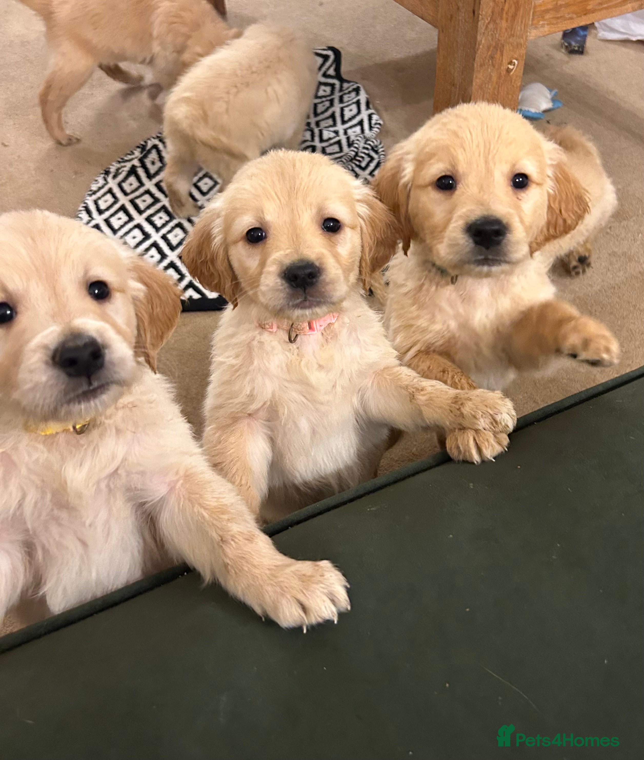 Golden Retriever dogs 8 Beautiful golden retrievers puppies for sale ❤️ - Advert 12