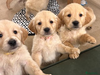 Golden Retriever dogs 8 Beautiful golden retrievers puppies for sale ❤️ - Advert 4