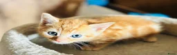 Mixed Breed cats for sale: Beautiful Kittens 🐱!!! - Advert 12