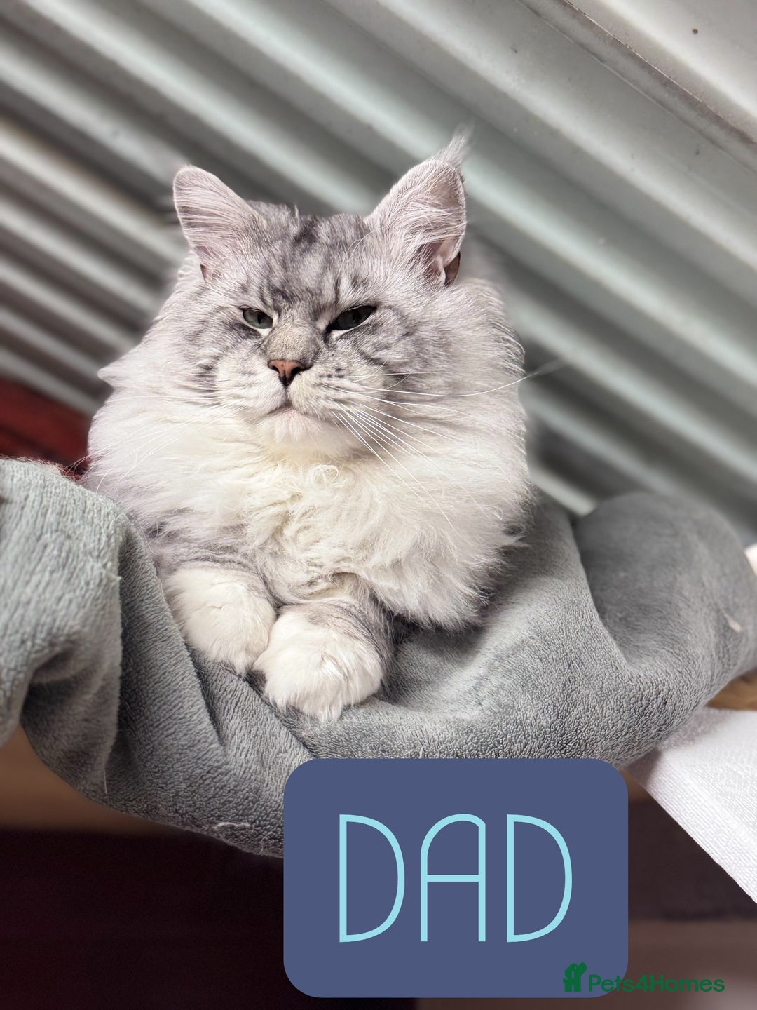 Maine Coon cats for sale: 🌟🌟Beautiful  Maine Coon kittens 🌟🌟🌟 - Advert 16