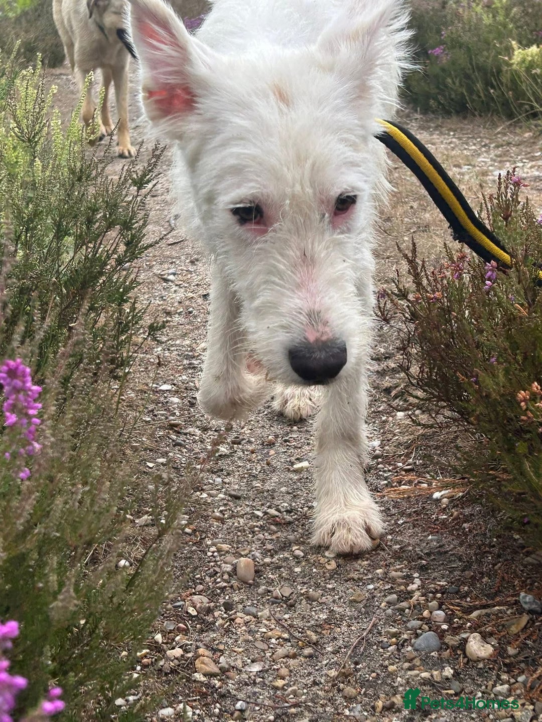 Mixed Breed dogs for adoption: Peter - Norwich Norfolk  - Image 16