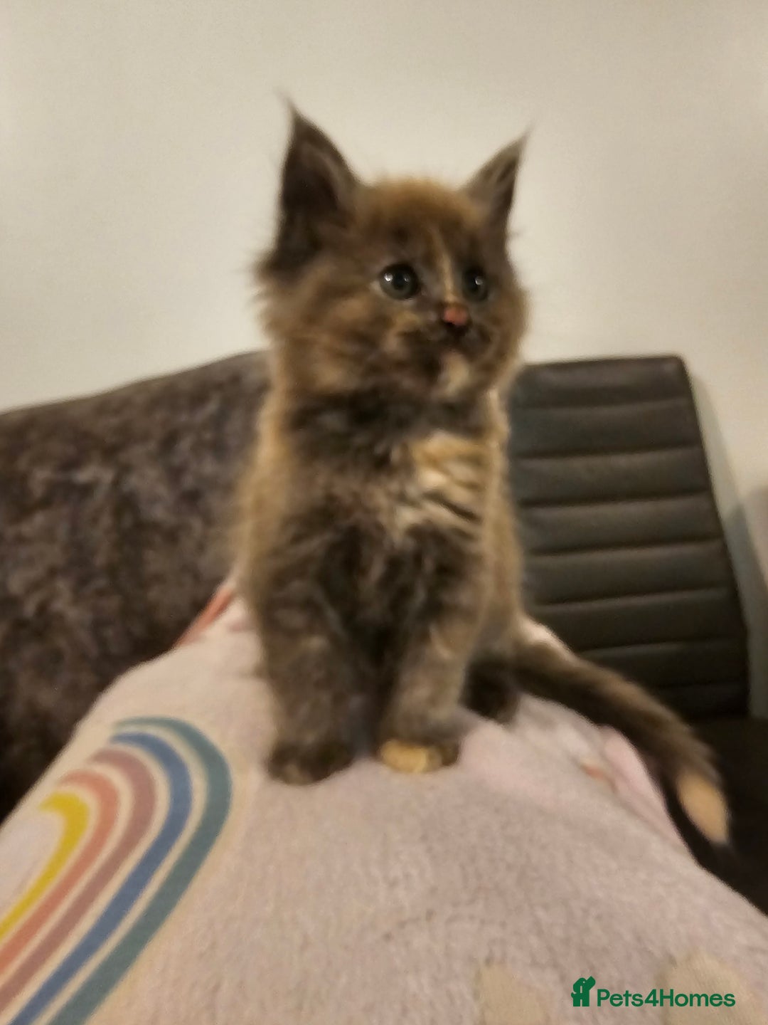 Maine Coon cats for sale: Maine Coon Pure Bread  - Image 5