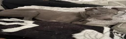 Italian Greyhound dogs for sale: Beautiful pedigree Italian greyhound boy - Advert 2