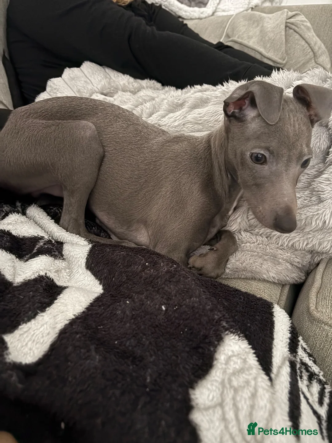 Italian Greyhound dogs for sale: Beautiful pedigree Italian greyhound boy - Advert 2