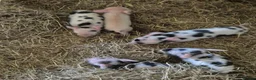 Pig livestock for sale: Kune Kune Piglets  in Winkleigh - Advert 1