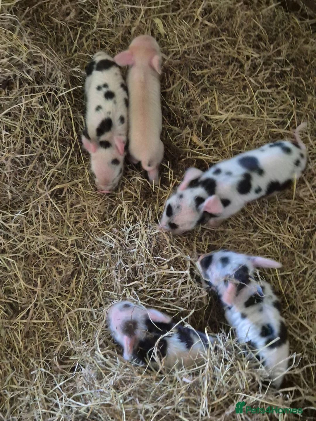Pig livestock for sale: Kune Kune Piglets  in Winkleigh - Advert 1