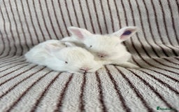 Mini Lop rabbits for sale: 8 Stunning babies! Mini lop x Giant French lop - Image 2
