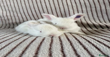 Mini Lop rabbits - Advert 6