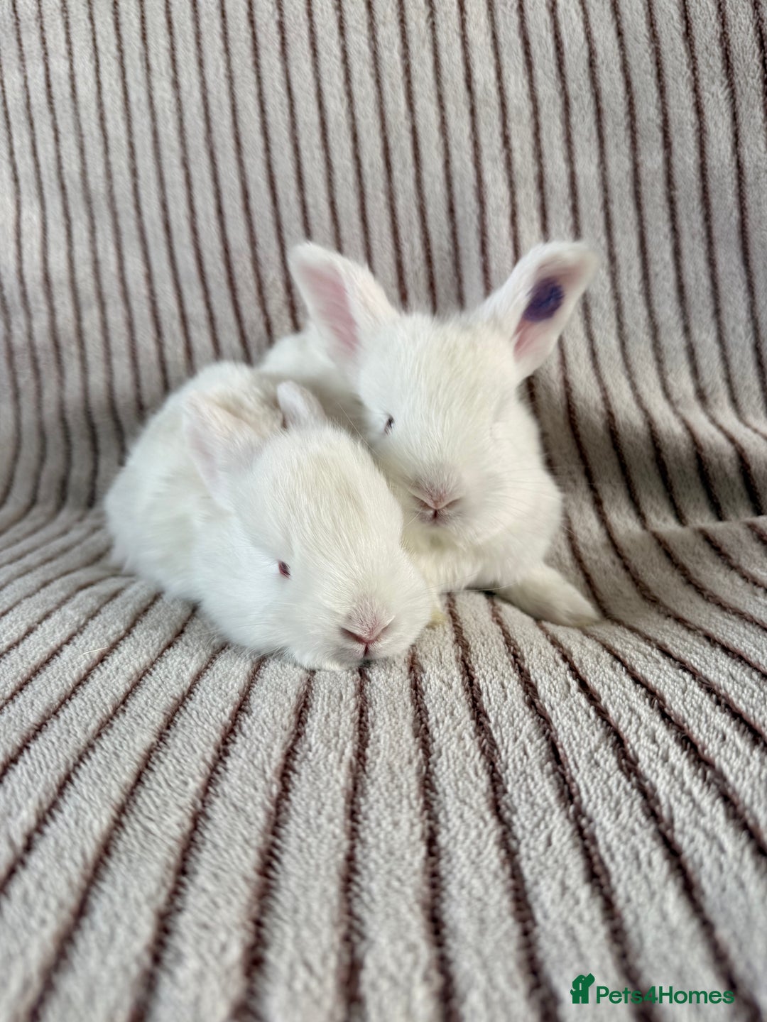 Mini Lop rabbits for sale: 8 Stunning babies! Mini lop x Giant French lop - Image 2