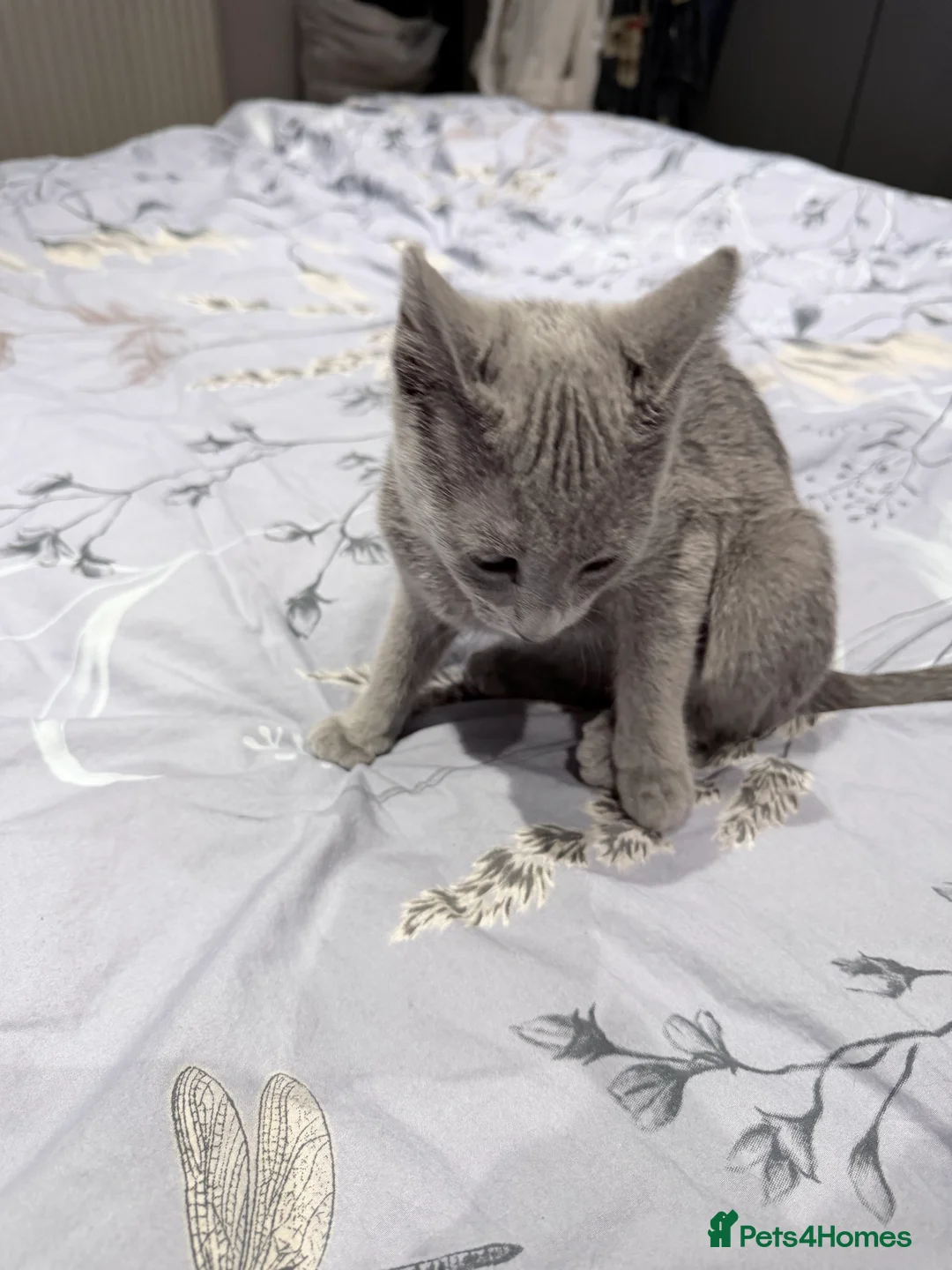 Russian Blue cats for sale: Adorable Russian blue kitten champion bloodline - Advert 8