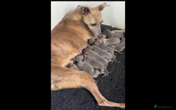 Whippet dogs for stud: BLUE PEDIGREE KC REGISTERED WHIPPET AT STUD in Salisbury - Image 25
