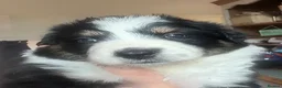 Mixed Breed dogs for sale: Bearded Collie x Border Collie Puppies - Advert 9