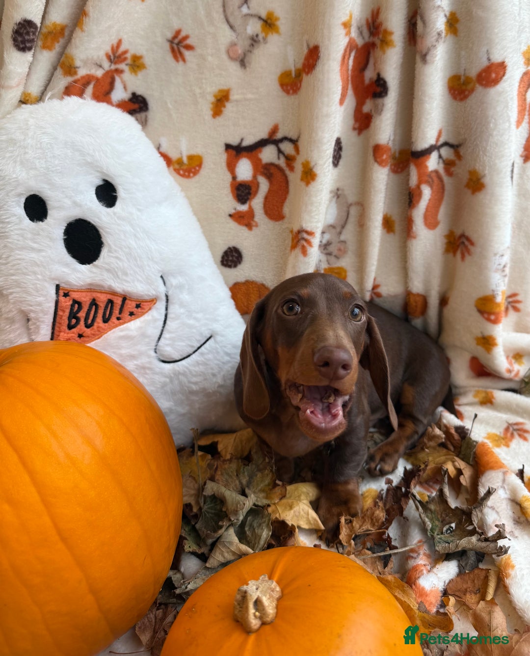 Miniature Dachshund dogs for sale: Perfect Miniature dachshund  - Image 2