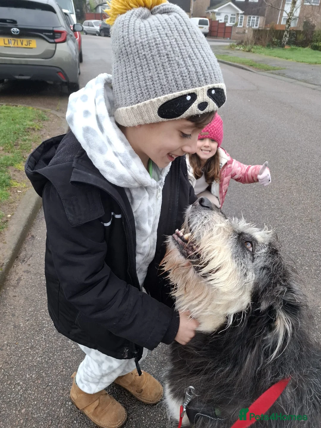 Mixed Breed dogs for sale: Loyalty Found: Meet Luna the Shepherd Mix  - Advert 2