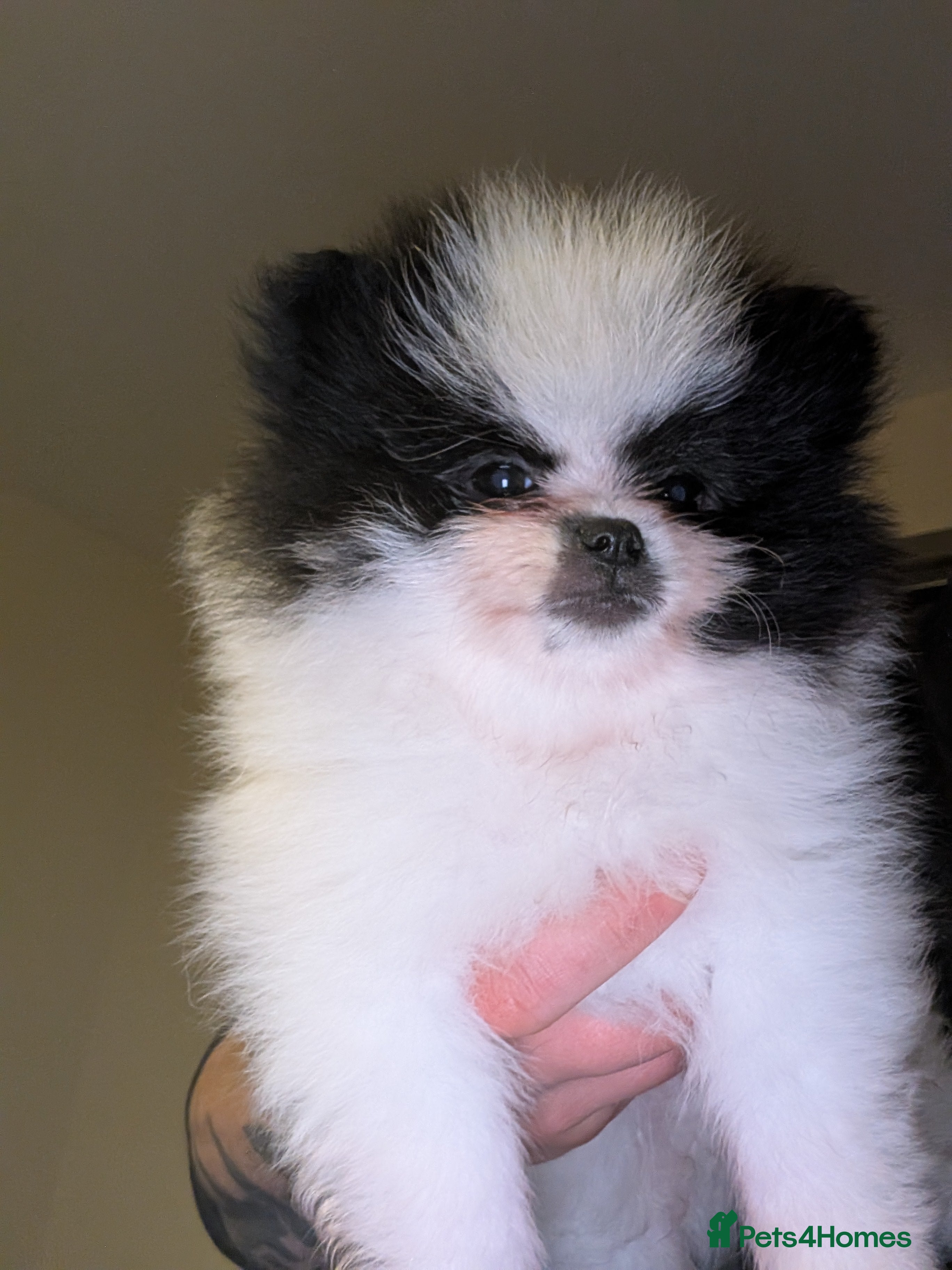 Pomeranian dogs 2 KC registered pomeranian puppies, Ready To Leave - Advert 4