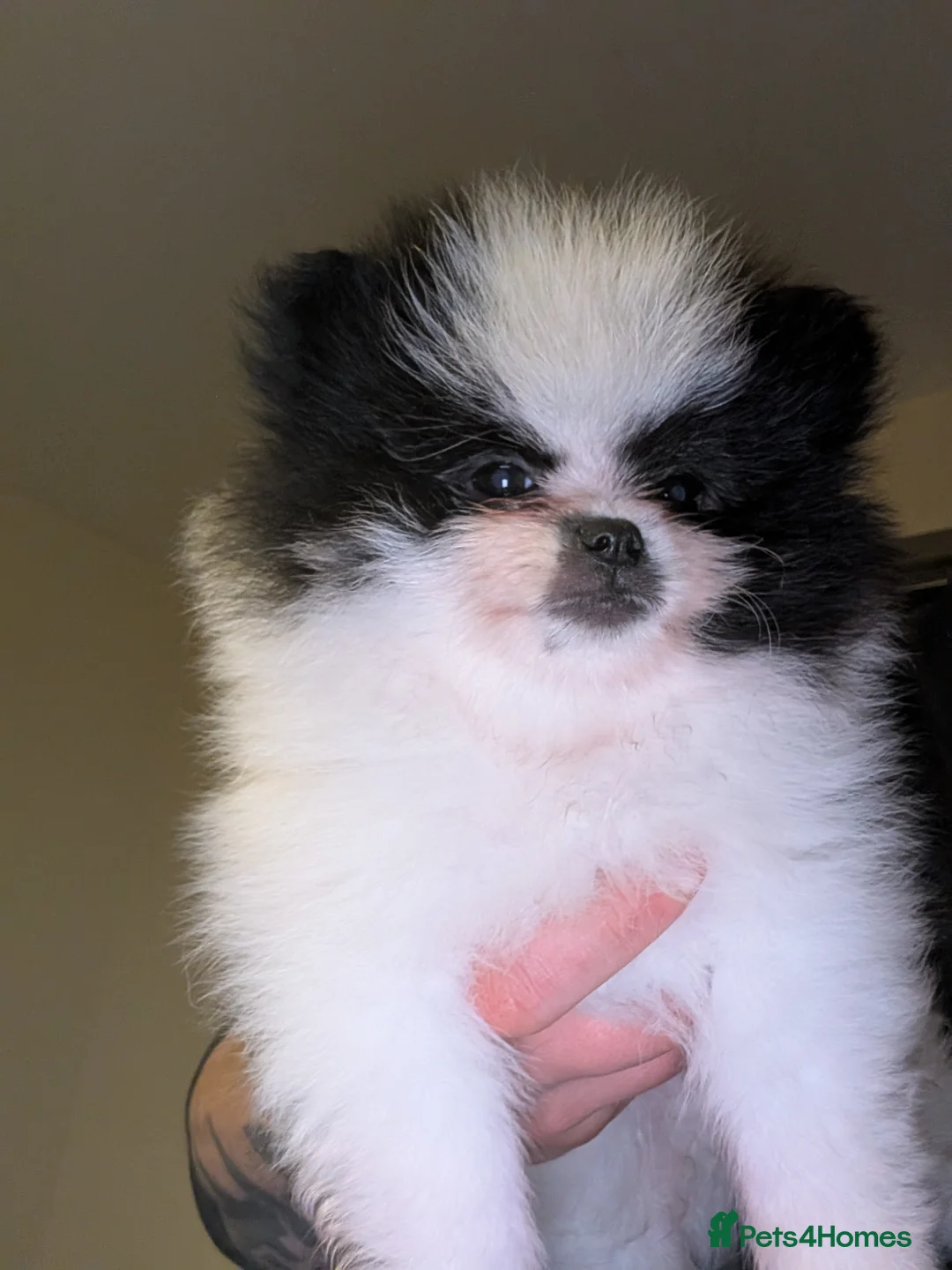Pomeranian dogs for sale: 2 KC registered pomeranian puppies, Ready To Leave - Advert 1