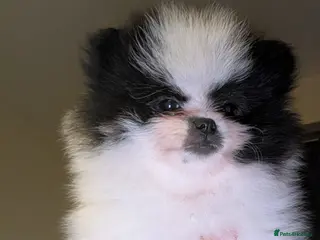 Pomeranian dogs 2 KC registered pomeranian puppies, Ready To Leave - Advert 1