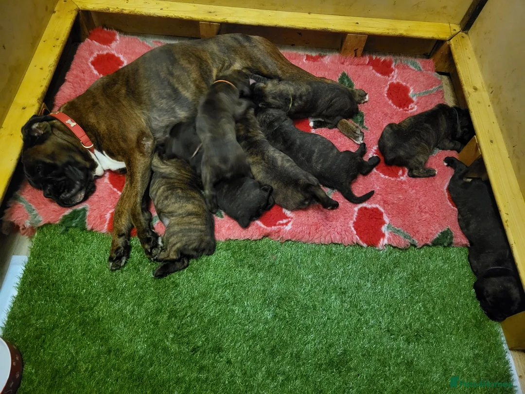Boxer dogs for sale: Amazing bobtail/ tailed boxer puppy - Advert 1