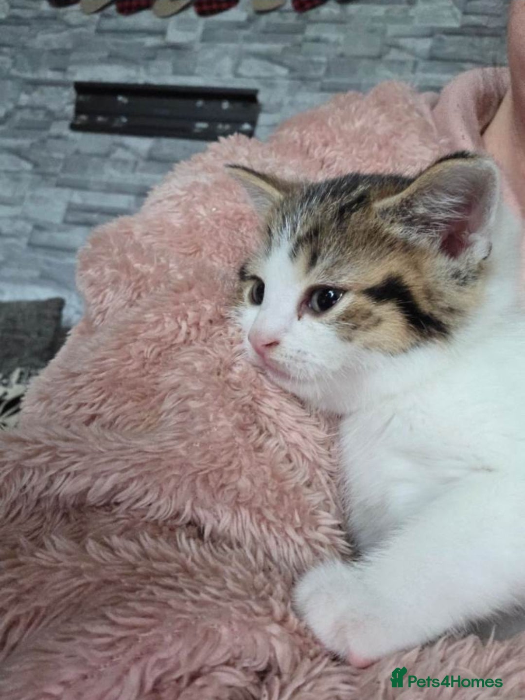 Mixed Breed cats for sale: Kittens ready now 🎁  - Advert 1