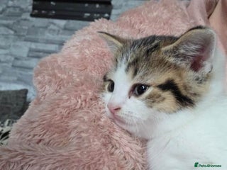 Mixed Breed cats Kittens ready now 🎁 - Advert 12