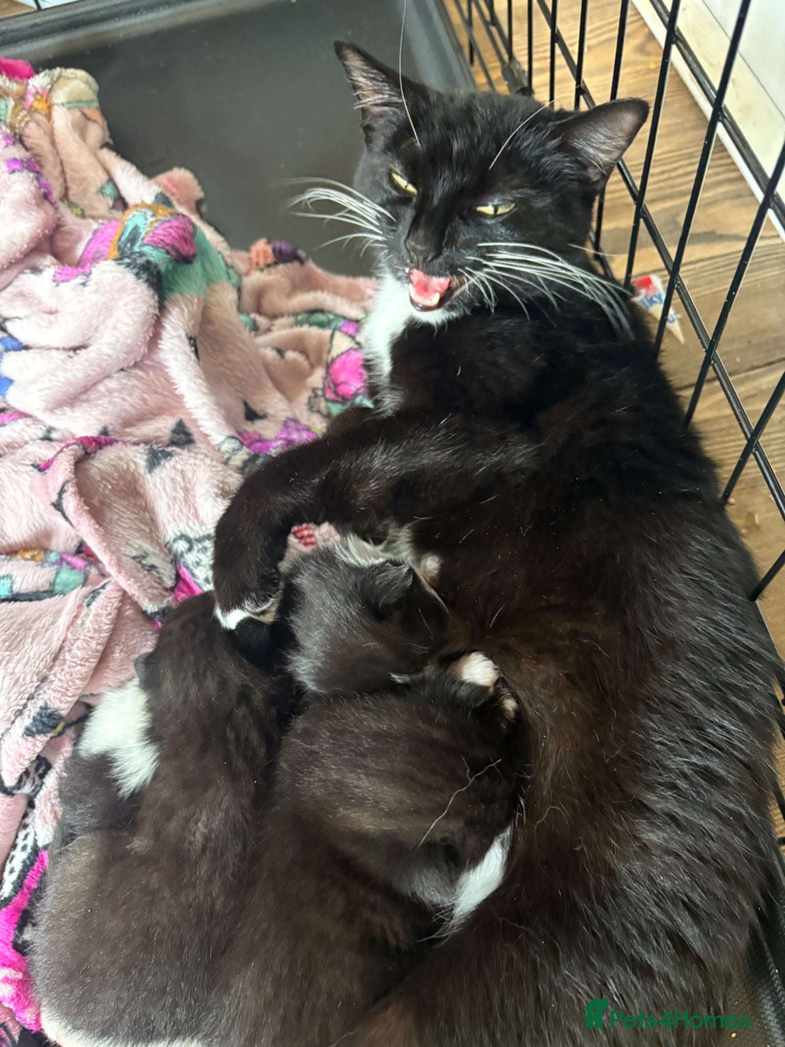 Mixed Breed cats 3 beautiful kittens for sale - Advert 7