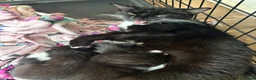Mixed Breed cats for sale: 3 beautiful kittens for sale - Advert 1