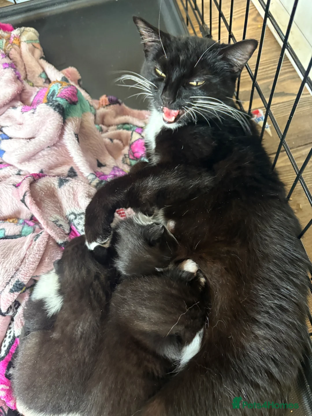 Mixed Breed cats for sale: 3 beautiful kittens for sale - Advert 1